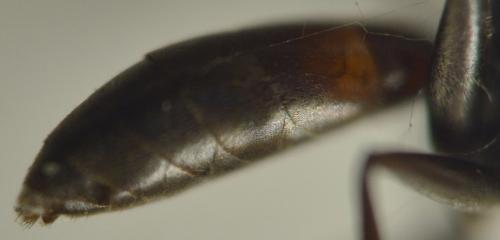 Réf. 273 389 : Agenioideus nubecula